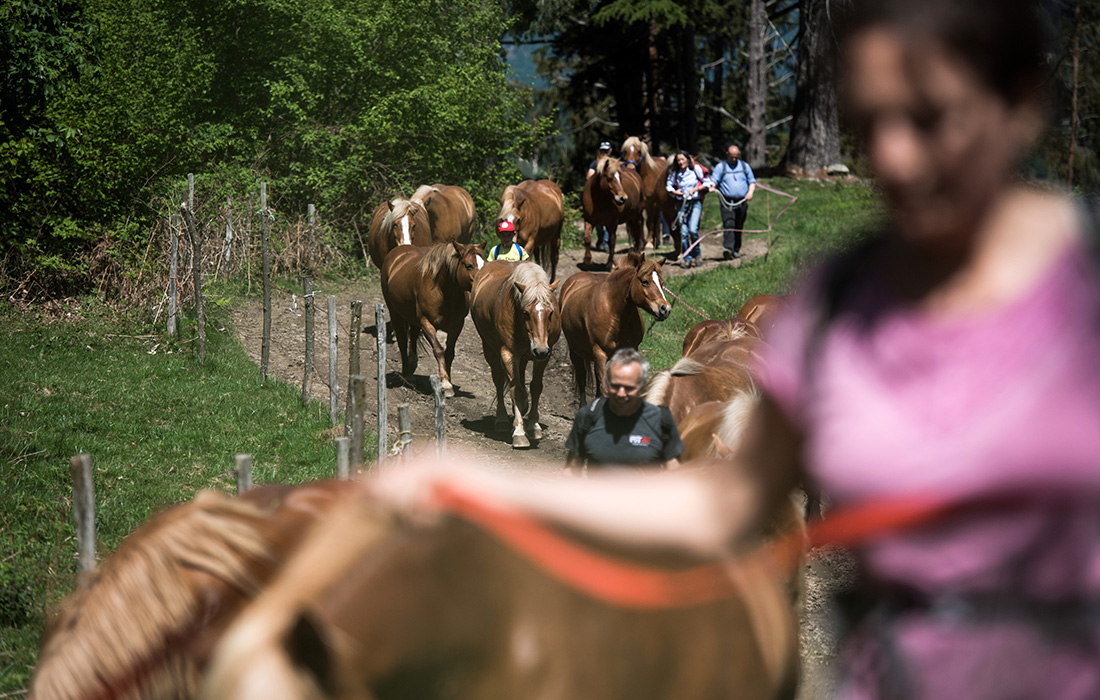 Выгул лошадей в швейцарском Тичино