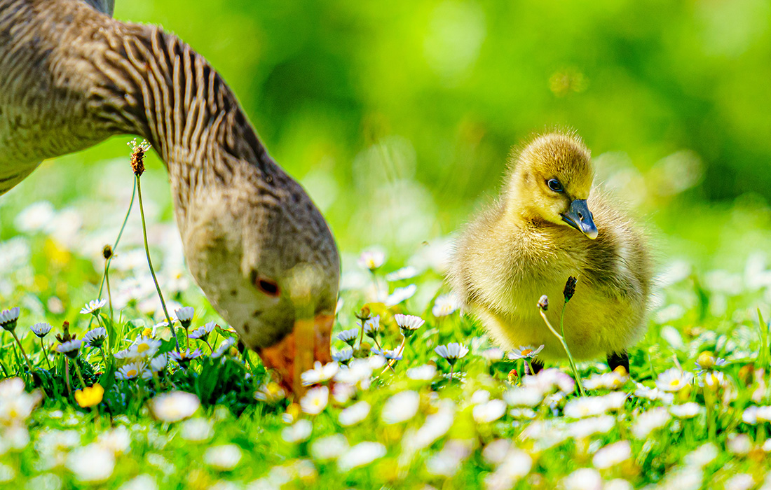 Детеныш серого гуся в английском Глостере