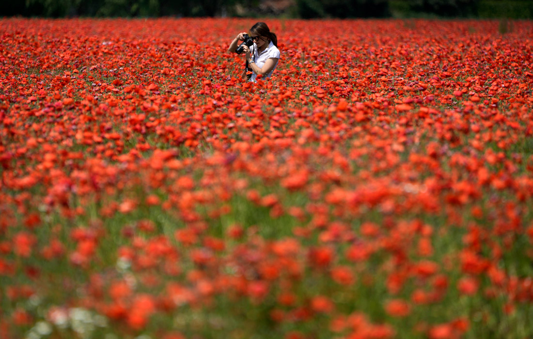 Цветение маков в Италии
