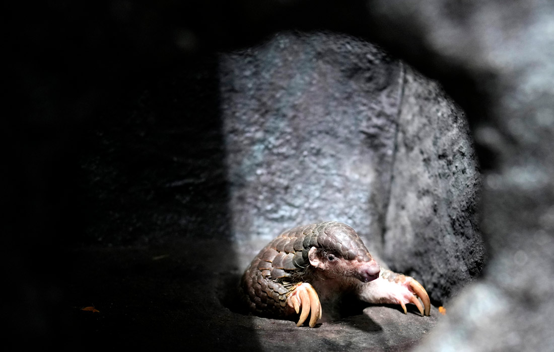 Китайский панголин в Пражском зоопарке