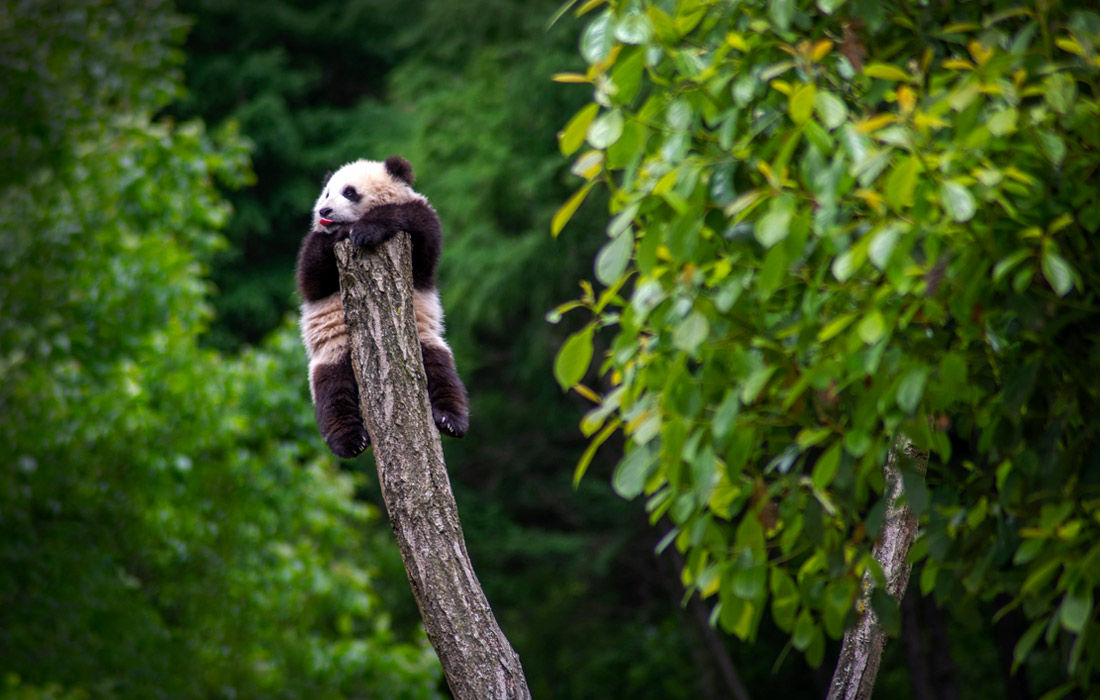 Гигантская панда взбирается на дерево на базе Шэньшупинга Китайского центра защиты и исследований гигантских панд
