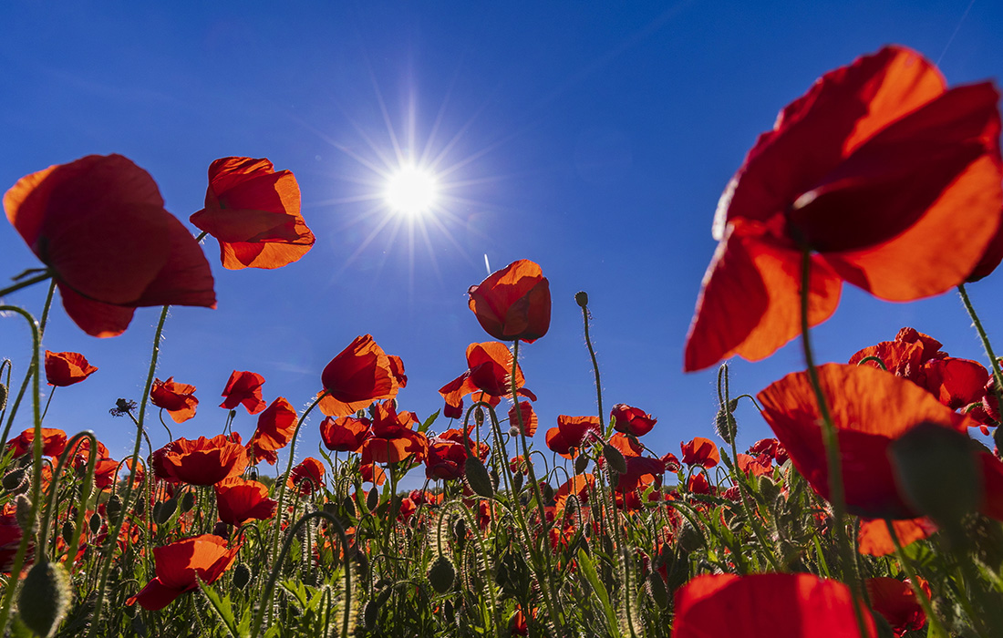 Цветение мака в Венгрии