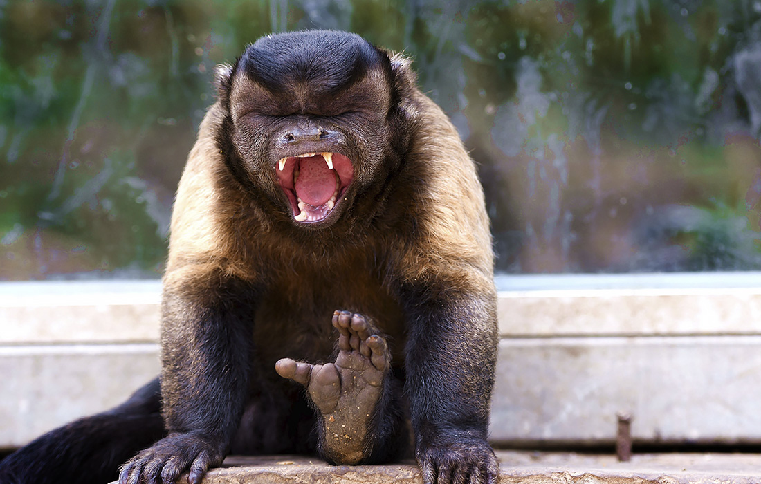 Обезьяна в парке дикой природы в китайском Циндао