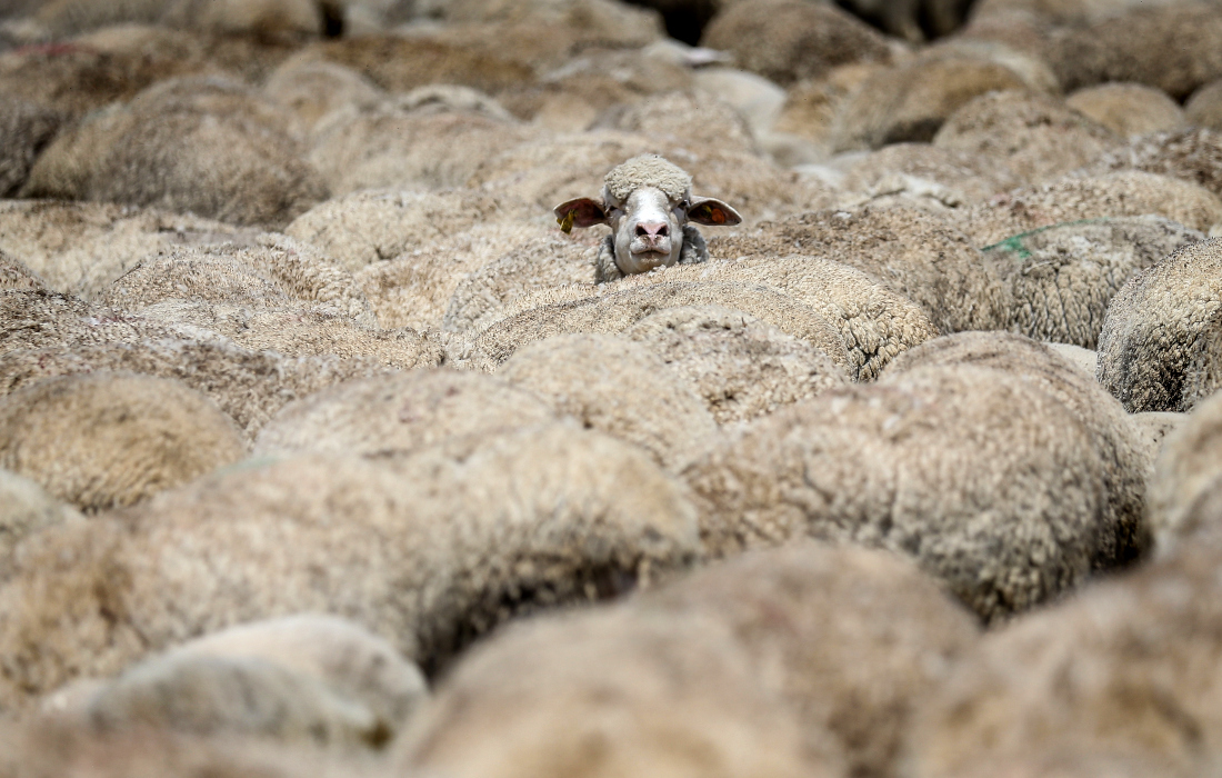 Стадо овец на турецкой ферме