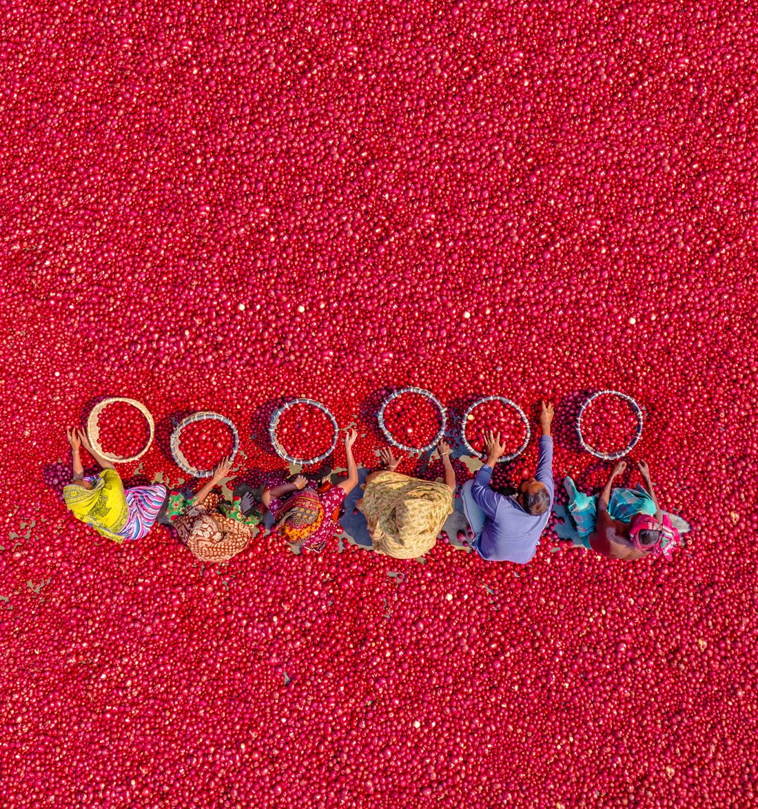 Сортировка и помывка красного картофеля на овощном рынке в Богре, Бангладеш