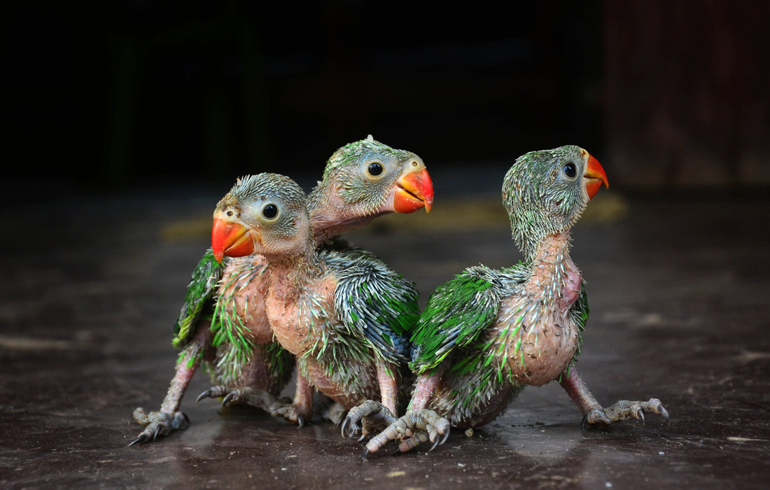 Спасенные из рук контрабандистов попугаи в частном заповеднике в Димапуре, Индия