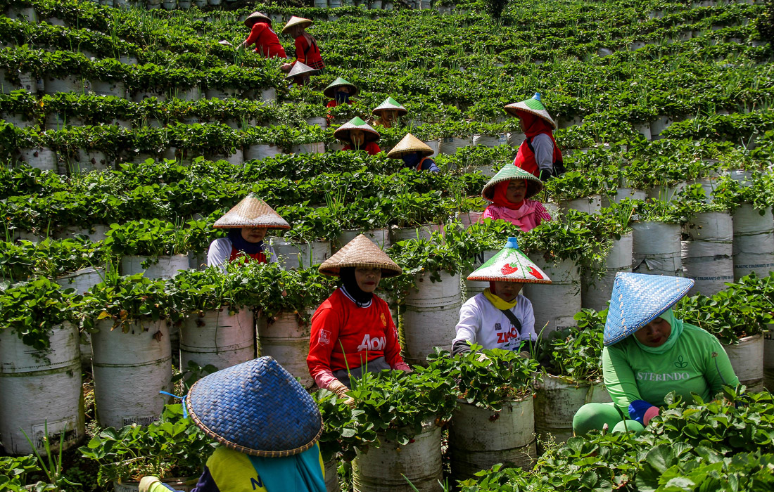 Клубничные плантации в Индонезии