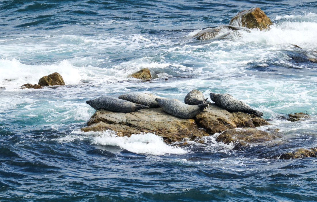 Пятнистые тюлени на скалах мыса Северный в Приморском крае