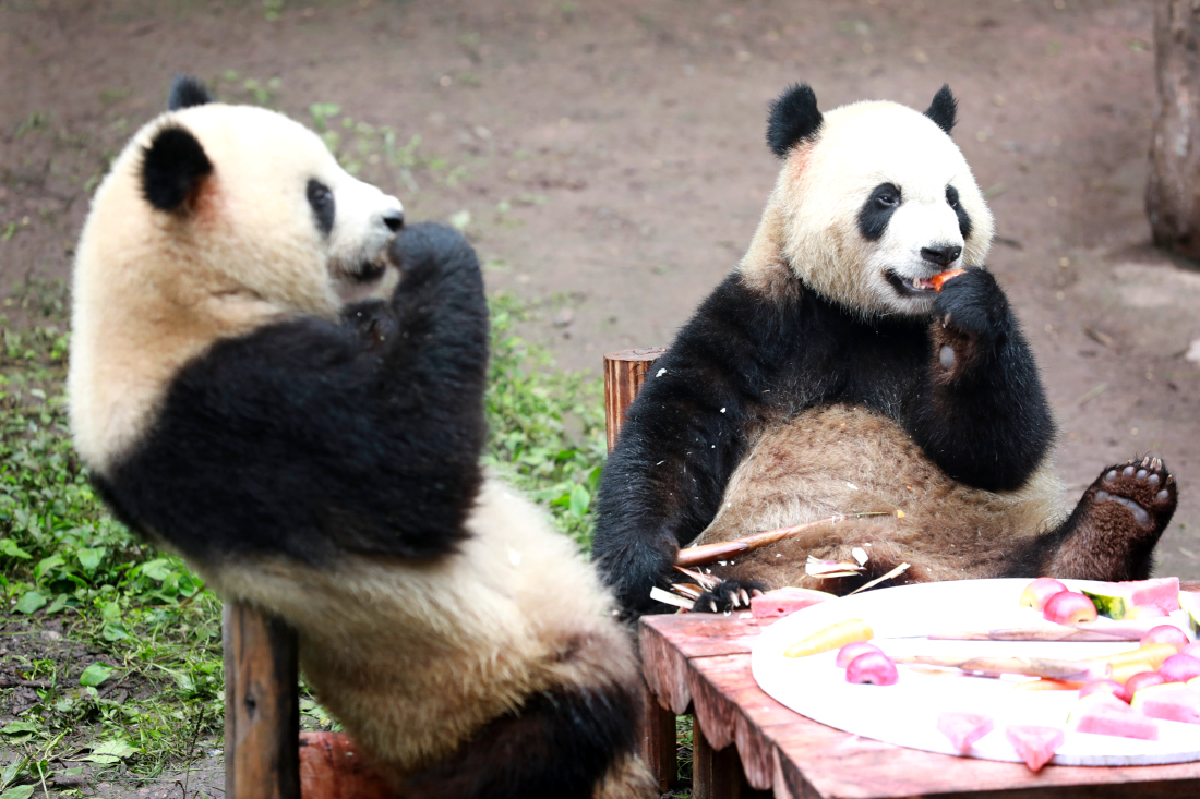 Панды в зоопарке китайского Чунцина