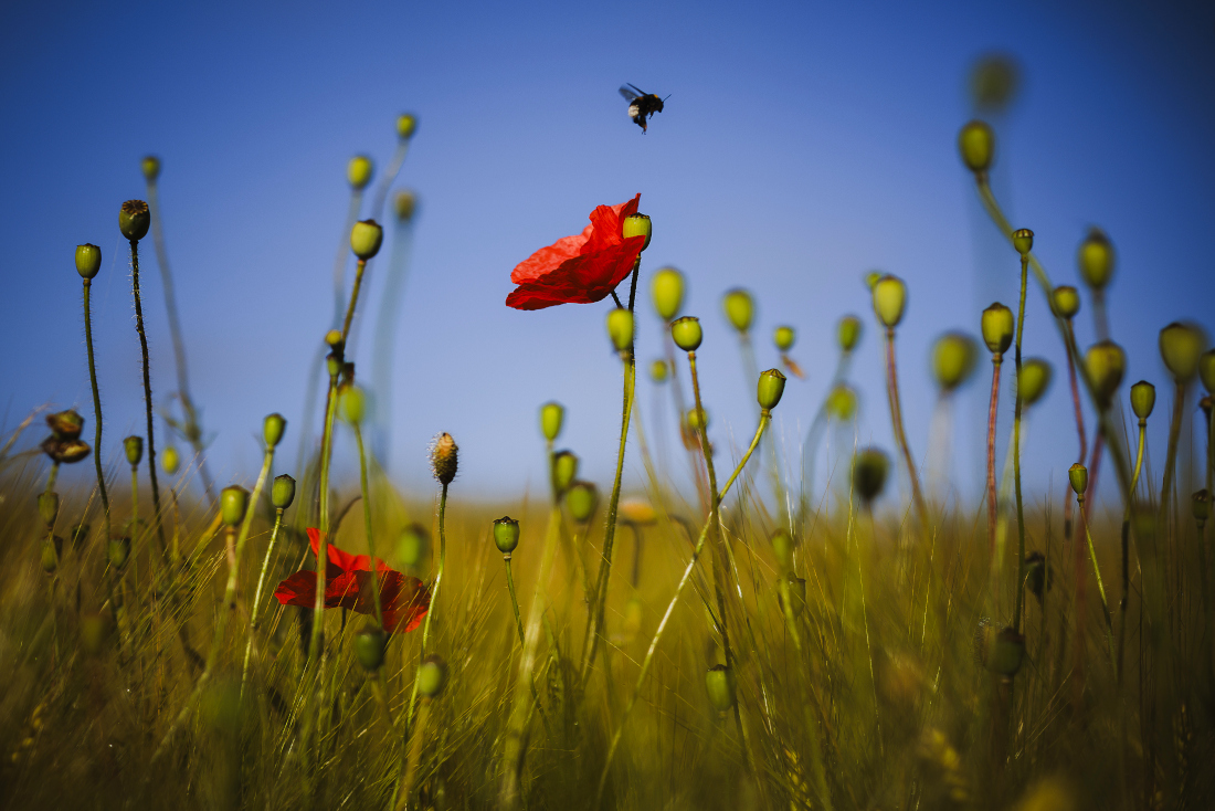 Цветущие маки недалеко от Цюриха