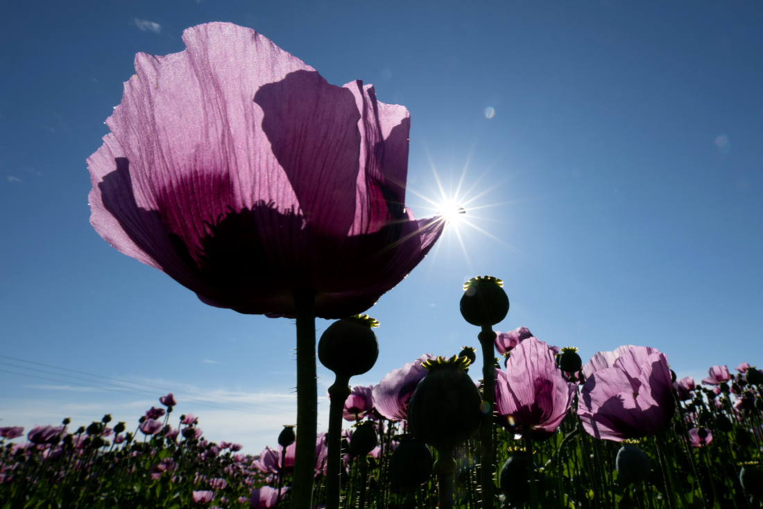 Маковое поле в немецком Гросрерсдорфе