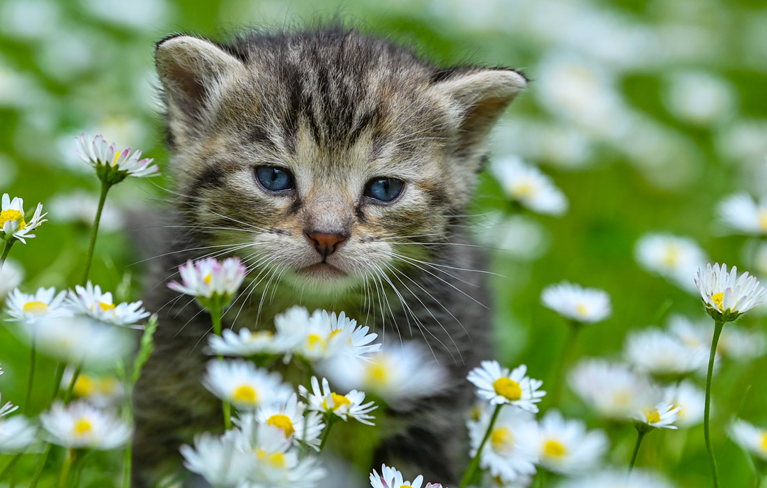 Котенок среди ромашек в Бранденбург, Германия