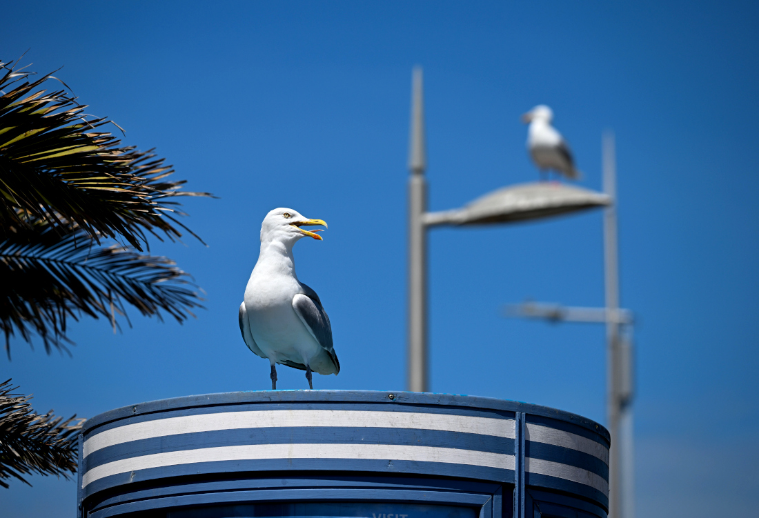 Чайки на пляже в английском Уэймуте