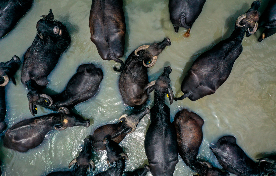 Водяные буйволы на западе Турции