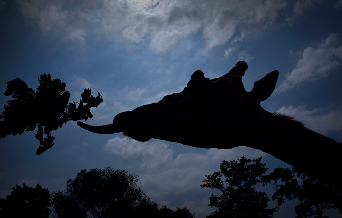 Жираф в зоопарке Бурсы, Турция