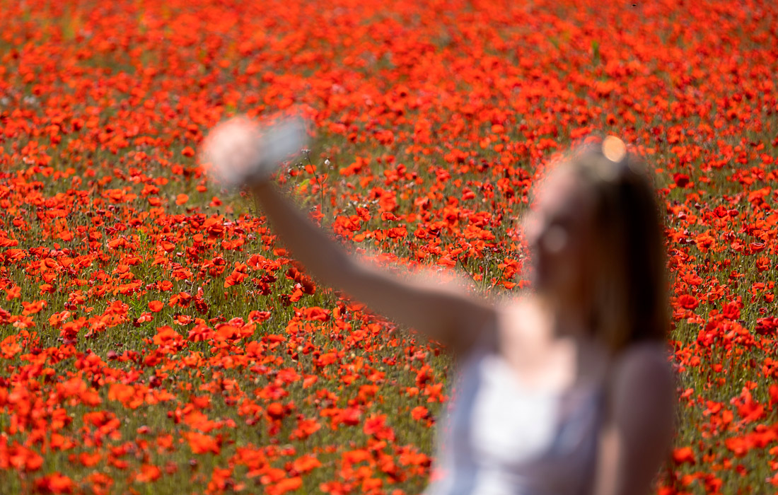 Маковое поле в Брэмфорде, Великобритания