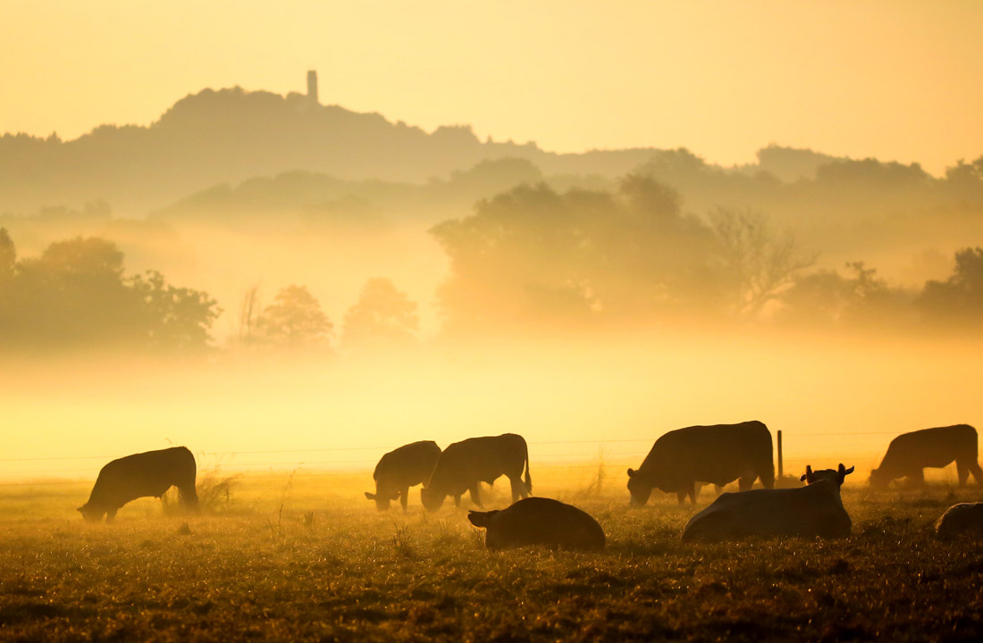 Восход солнца на пастбище в Баден-Вюртемберг, Германия