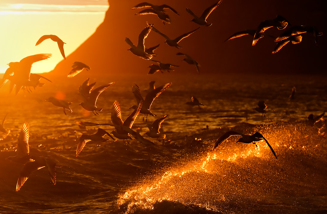 Чайки над Северным морем, Англия