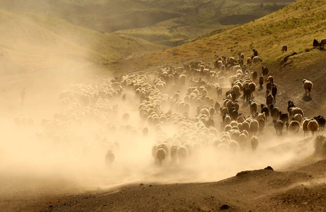 Овцы пасутся в турецком Битлисе