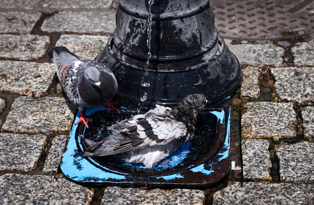 Голуби охлаждаются у водопроводного крана на площади в Кракове, Польша