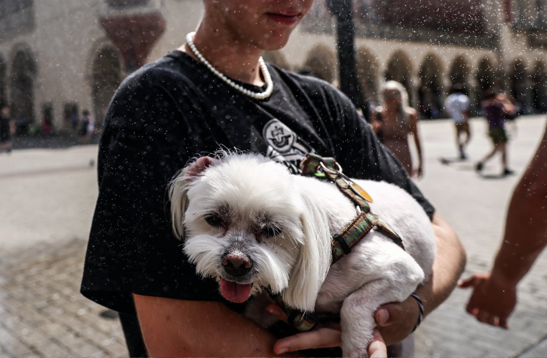 Хозяин охлаждает питомца у распылителя воды в Кракове