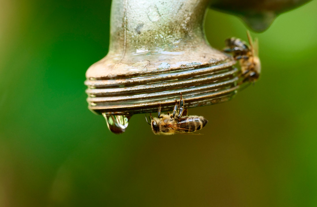 Пчелы в поисках воды. Берлин, Германия.