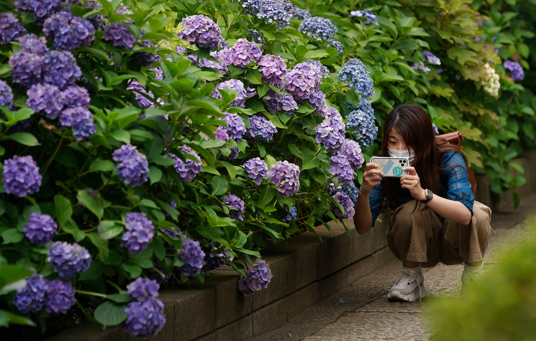 Цветение гортензий в Токио