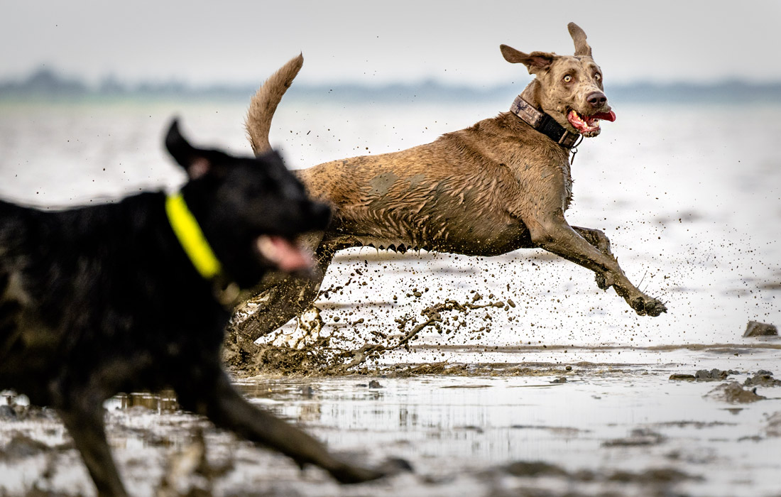 Собаки на побережье Северного моря в Дангасте, Германия