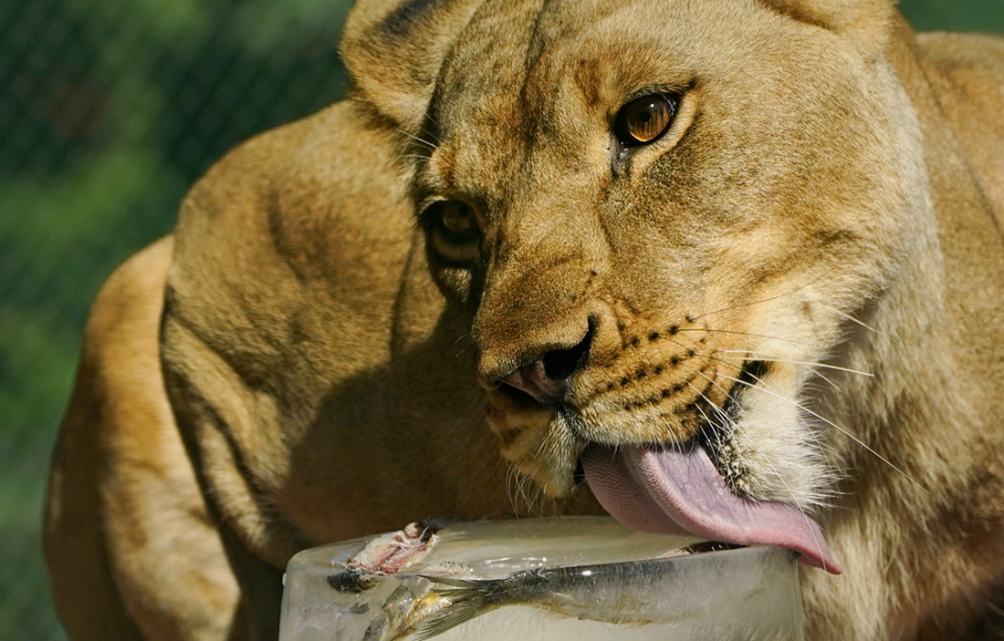 Животные зоопарка Оклахомы спасаются от жары