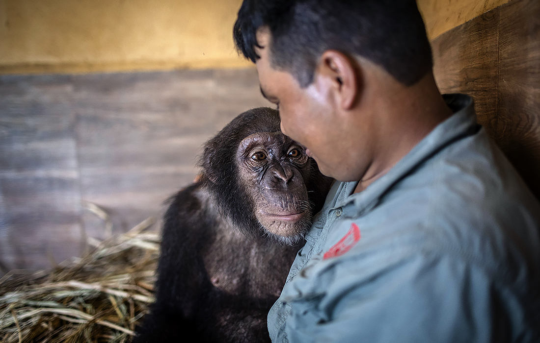 Детеныш шимпанзе, спасенный 5 лет назад от браконьеров, в зоопарке Катманду