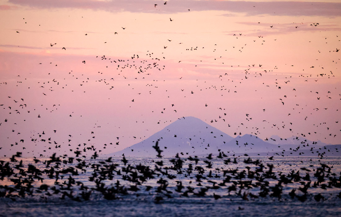 Птицы над Охотским морем у острова Янкича Южной группы островов Курильского архипелага