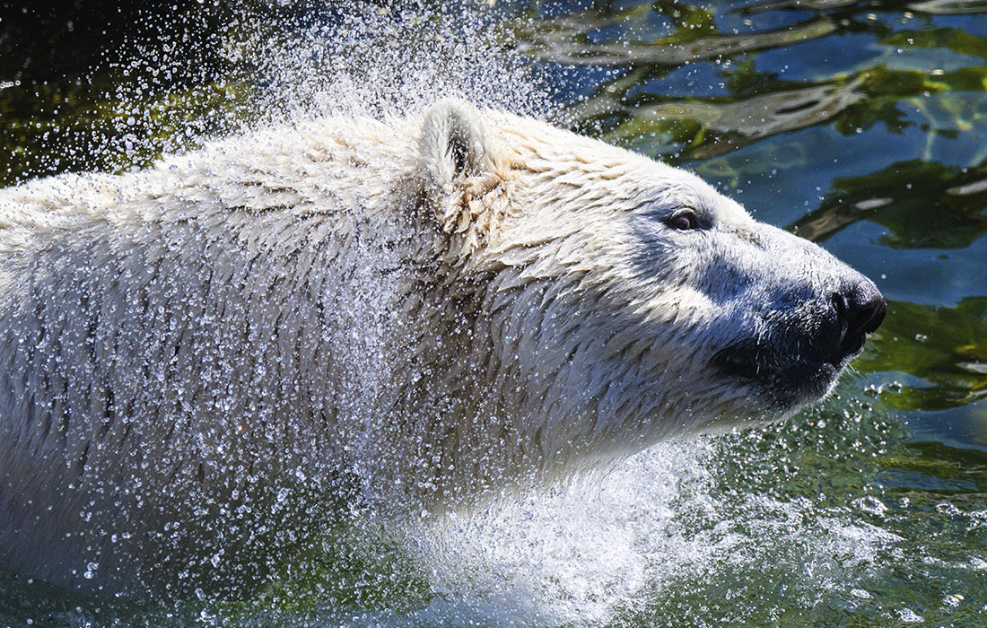 Белый медведь в зоопарке Ганновера