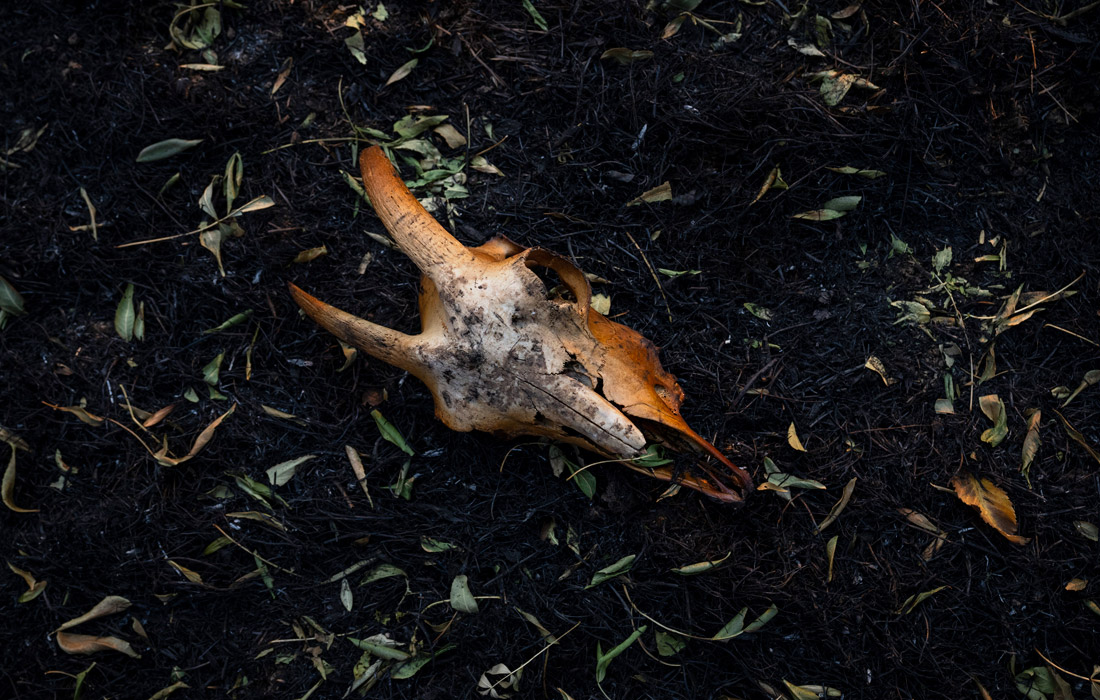 Последствия лесного пожара на северо-западе Испании