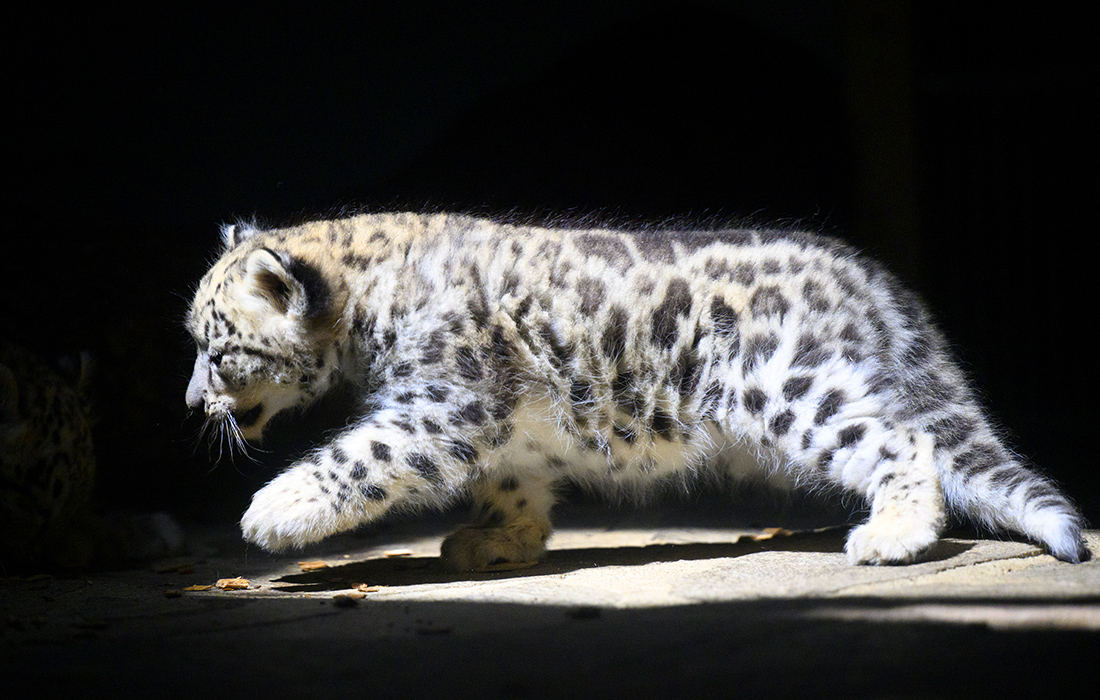 Шестинедельный детеныш снежного барса в зоопарке Сервион, Швейцария