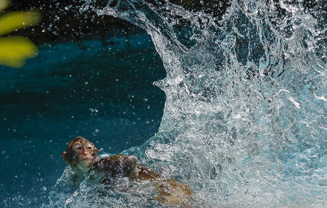 Макака в общественном бассейне на острове Хайнань в Китае