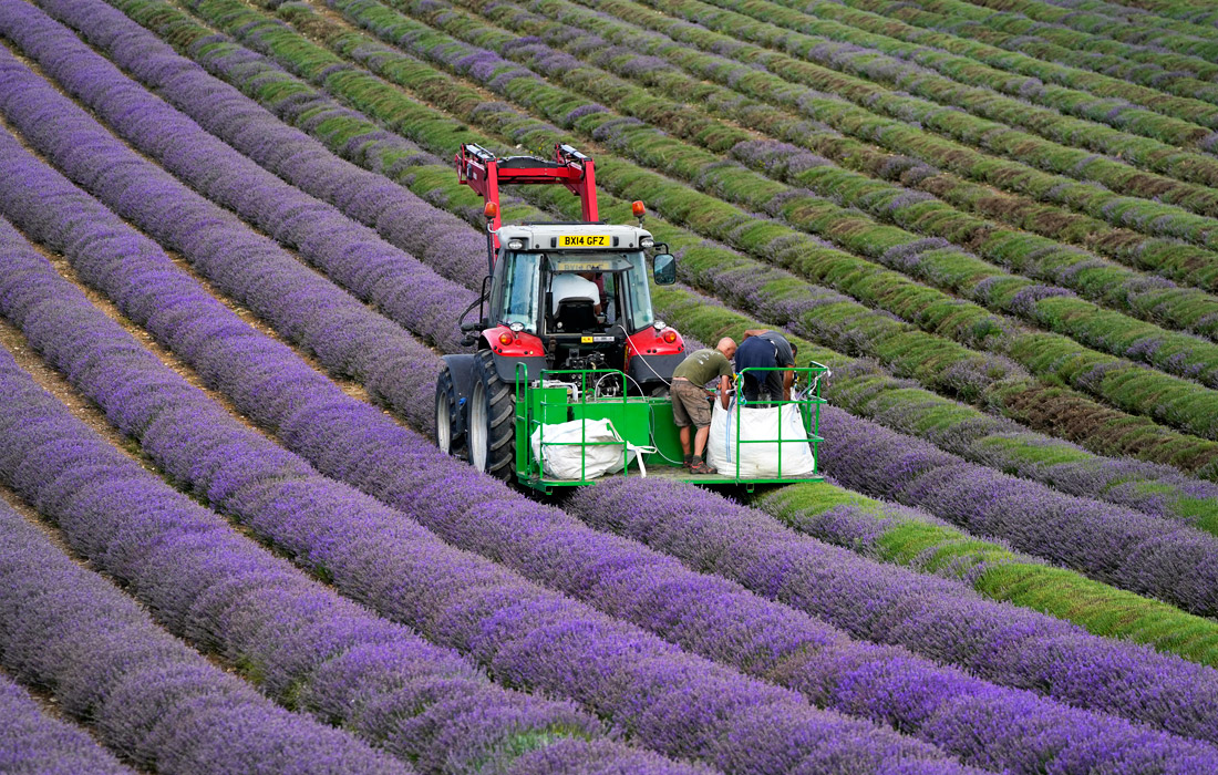 Сбор урожая лаванды на юге Англии