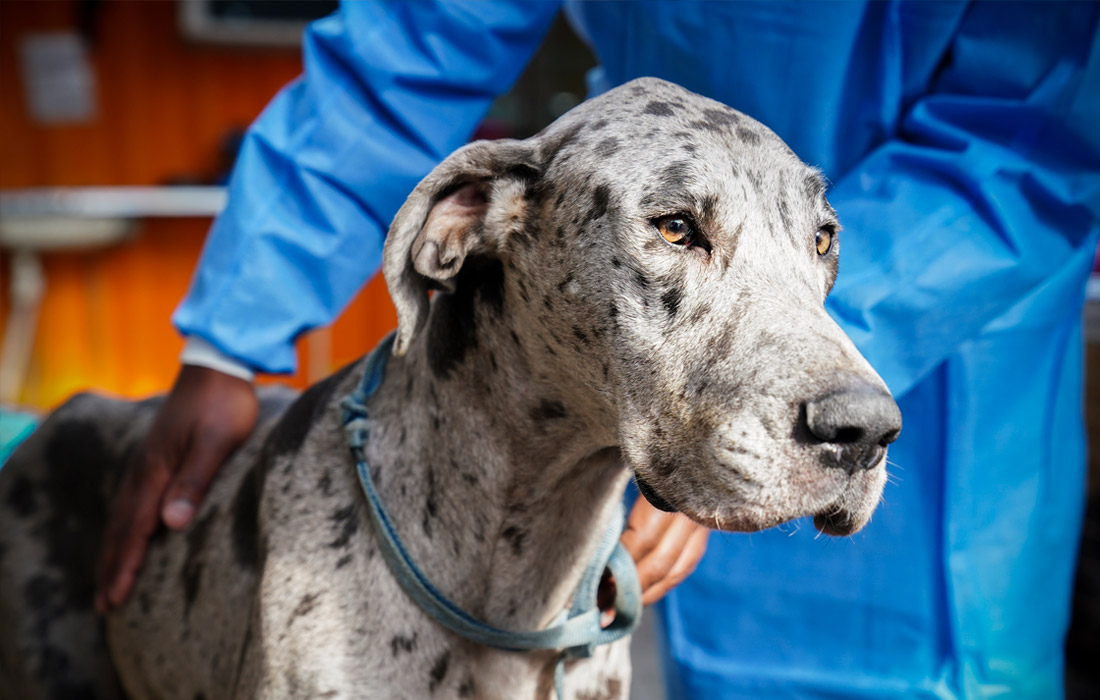 Работа ветеринарной клиники для бездомных животных в Кейптауне