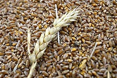 Закупки зерна в госфонд РФ начнутся 1 августа