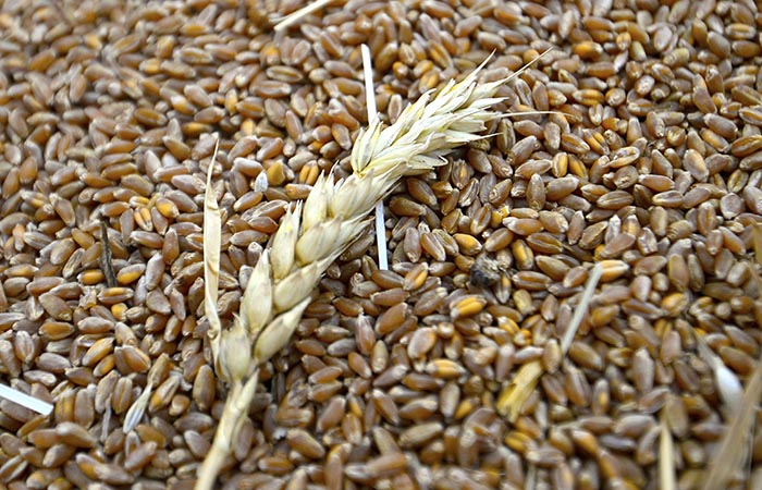 Национальная товарная биржа на торгах 1 августа не закупила зерно