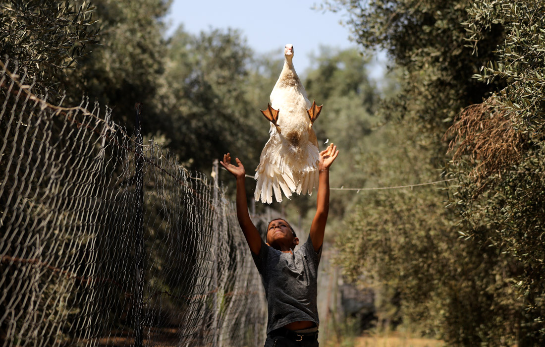 Палестинский мальчик играет с уткой в лагере беженцев Аш-Шати в городе Газа