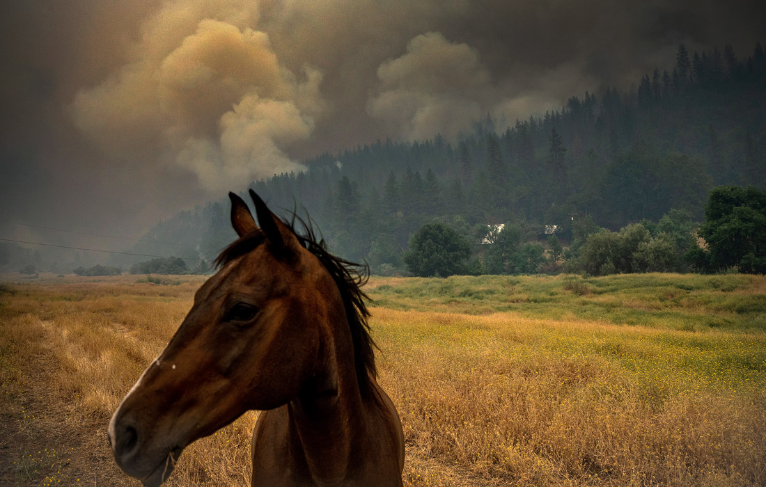 Лесной пожар, который получил название McKinney Fire, охватил Национальный заповедник дикой природы "Кламат" в Калифорнии