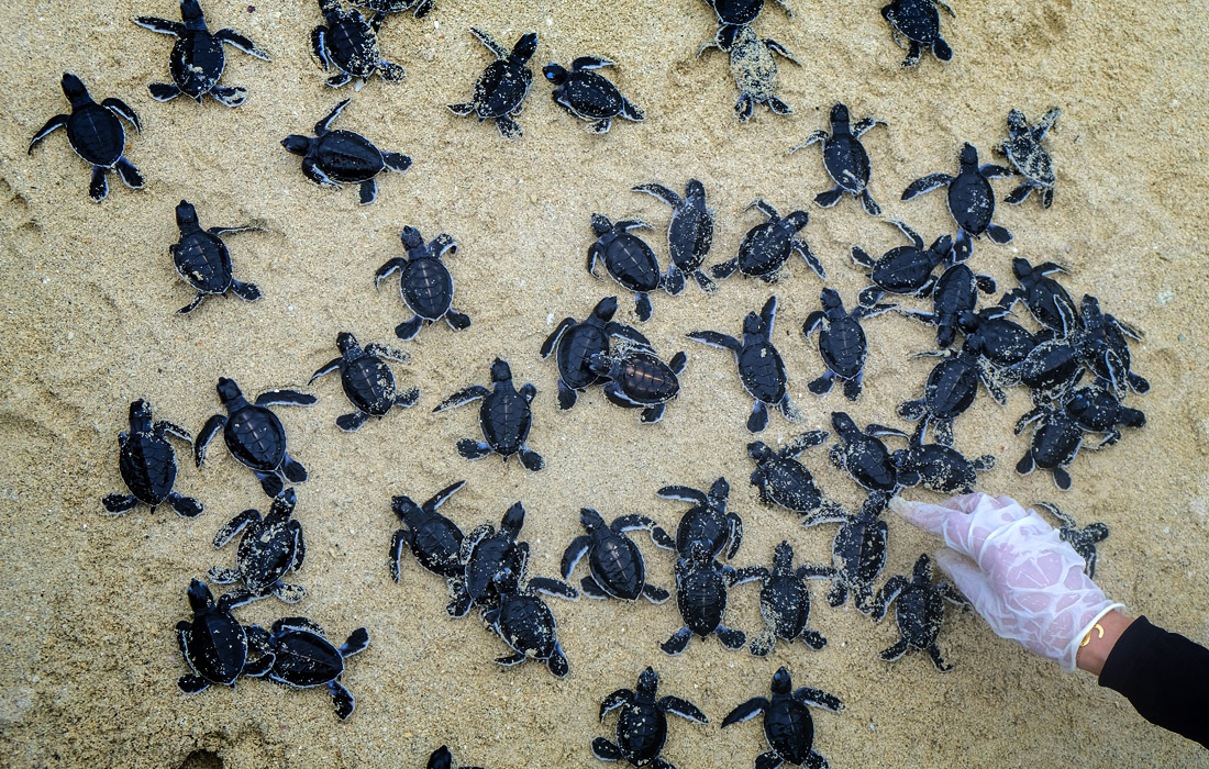 Сотни детенышей морских черепах были выпущены в море на индонезийском острове в рамках программы сохранения