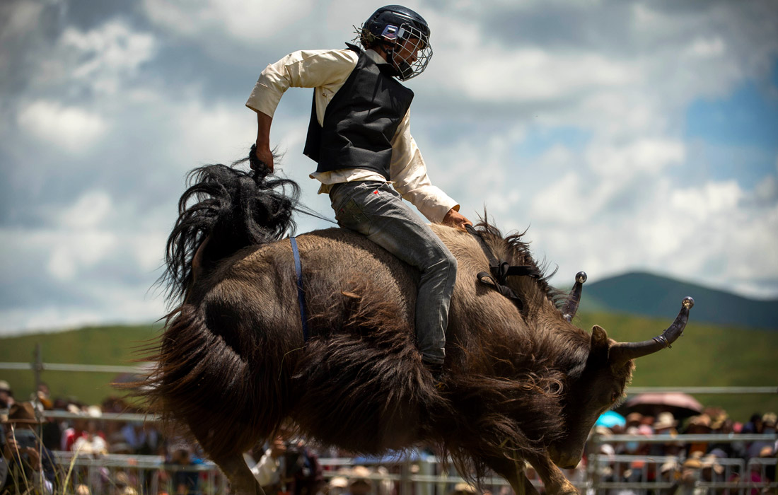 Соревнования по верховой езде на яках в уезде Хунъюань, Китай