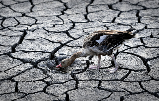 Обмеление рек в Европе