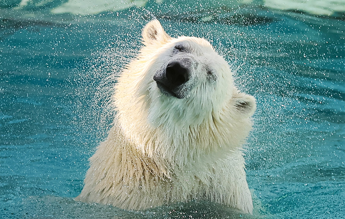 Для медведицы Хатанги и её друзей-медведей сегодня торжественно открыли обновленный вольер в зоопарке Екатеринбурга
