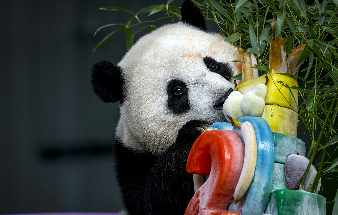 Второй день рождения гигантской панды Сяо Ци Цзи отметили в Национальном зоопарке Смитсоновского института в Вашингтоне