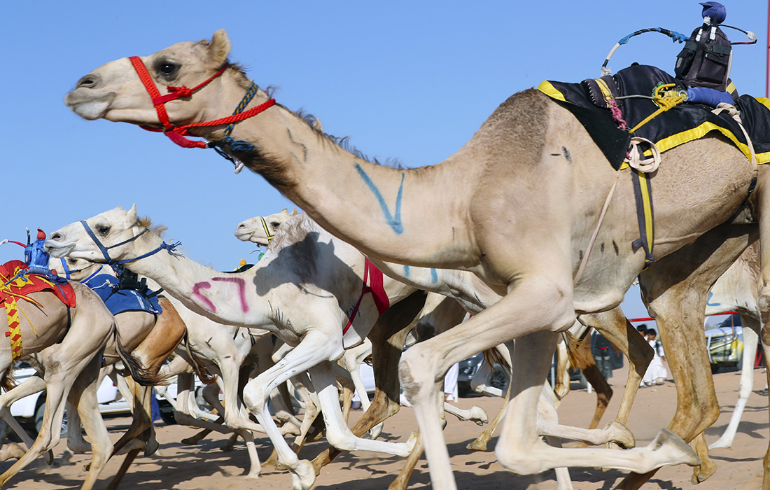 Египетские верблюжьи бега в Эль-Аламейне