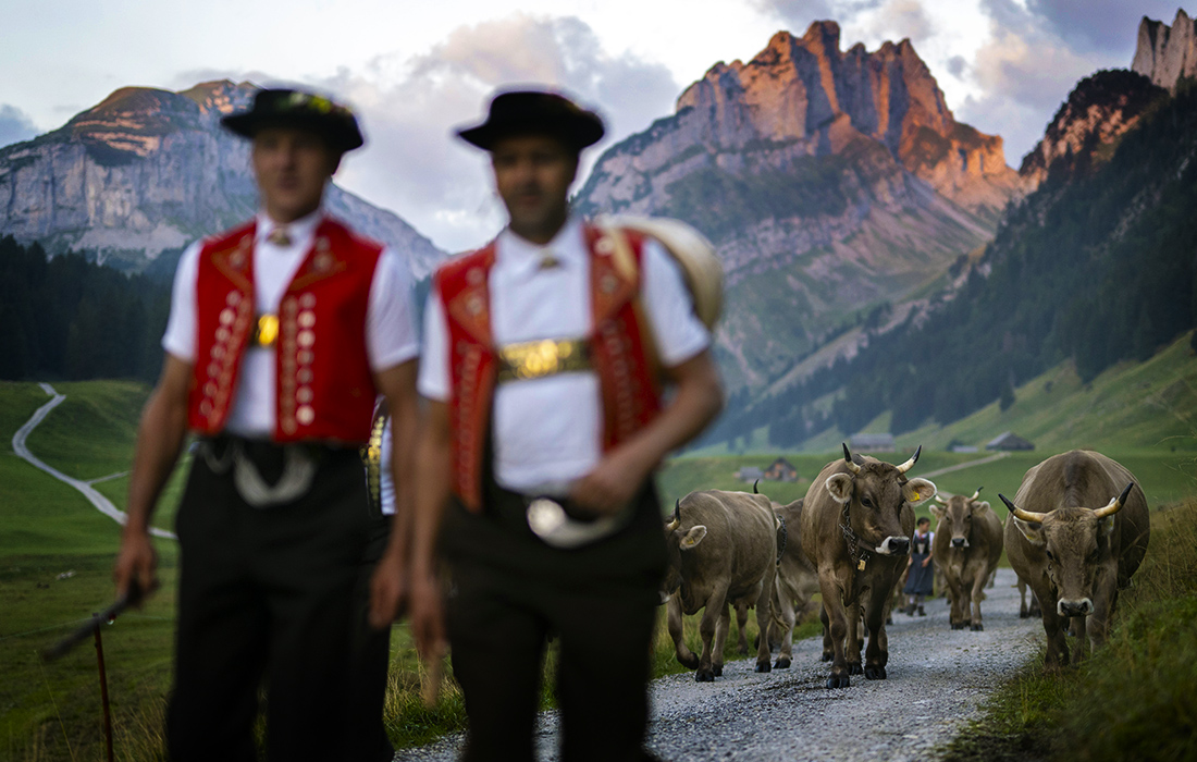 Пастухи перегоняют рогатый скот с горных пастбищ