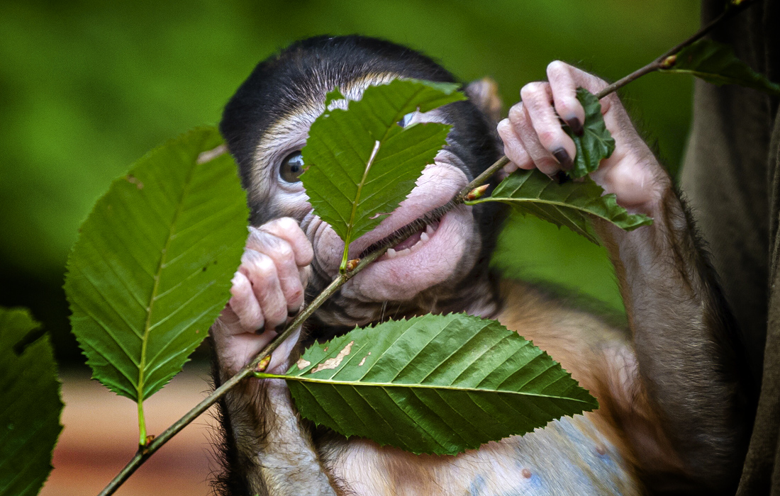 Детеныш магота в зоопарке Вроцлава, Польша