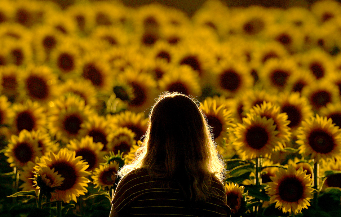 Цветение подсолнечника в американском Канзасе